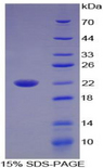IL17B Protein - Recombinant Interleukin 17B By SDS-PAGE