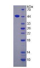 IL17D Protein - Active Interleukin 17D (IL17D) by SDS-PAGE