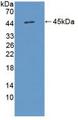 IL17D Protein - Active Interleukin 17D (IL17D) by WB