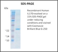 IL17D Protein