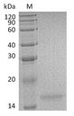 IL17F Protein - (Tris-Glycine gel) Discontinuous SDS-PAGE (reduced) with 5% enrichment gel and 15% separation gel.