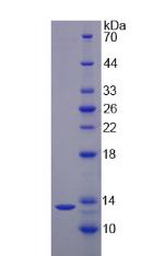 IL17F Protein - Recombinant Interleukin 17F By SDS-PAGE