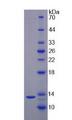 IL17F Protein - Recombinant Interleukin 17F By SDS-PAGE