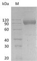 IL17RA Protein - (Tris-Glycine gel) Discontinuous SDS-PAGE (reduced) with 5% enrichment gel and 15% separation gel.