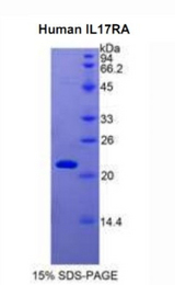 IL17RA Protein - Recombinant Interleukin 17 Receptor A By SDS-PAGE