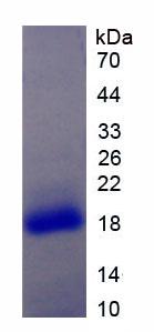 IL17RA Protein - Active Interleukin 17 Receptor A (IL17RA) by SDS-PAGE