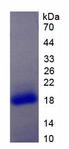 IL17RA Protein - Active Interleukin 17 Receptor A (IL17RA) by SDS-PAGE