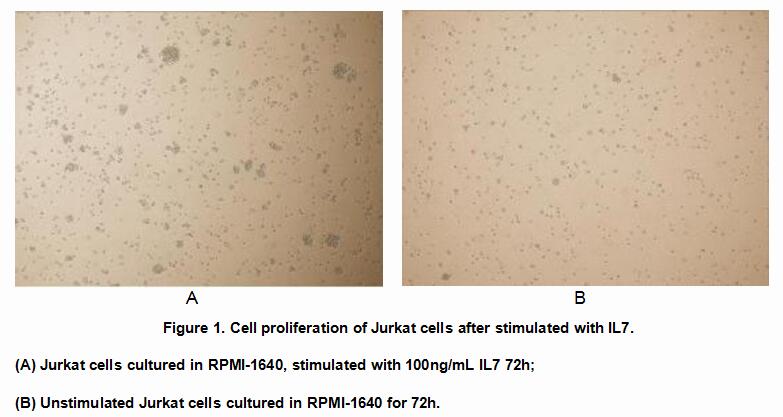 IL17RA Protein