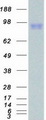 IL17RA Protein - Purified recombinant protein IL17RA was analyzed by SDS-PAGE gel and Coomassie Blue Staining