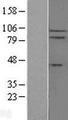 IL17RC Protein - Western validation with an anti-DDK antibody * L: Control HEK293 lysate R: Over-expression lysate