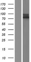 IL17RC Protein - Western validation with an anti-DDK antibody * L: Control HEK293 lysate R: Over-expression lysate