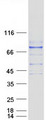 IL17RC Protein - Purified recombinant protein IL17RC was analyzed by SDS-PAGE gel and Coomassie Blue Staining