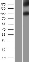 IL17RD Protein - Western validation with an anti-DDK antibody * L: Control HEK293 lysate R: Over-expression lysate