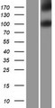 IL17RD Protein - Western validation with an anti-DDK antibody * L: Control HEK293 lysate R: Over-expression lysate