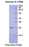 IL17RD Protein - Recombinant Interleukin 17 Receptor D By SDS-PAGE