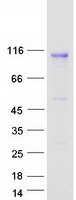 IL17RD Protein - Purified recombinant protein IL17RD was analyzed by SDS-PAGE gel and Coomassie Blue Staining