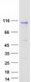 IL17RD Protein - Purified recombinant protein IL17RD was analyzed by SDS-PAGE gel and Coomassie Blue Staining