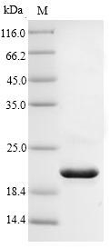 IL18 Protein - (Tris-Glycine gel) Discontinuous SDS-PAGE (reduced) with 5% enrichment gel and 15% separation gel.