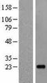 IL19 Protein - Western validation with an anti-DDK antibody * L: Control HEK293 lysate R: Over-expression lysate