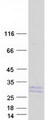 IL19 Protein - Purified recombinant protein IL19 was analyzed by SDS-PAGE gel and Coomassie Blue Staining