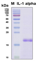 IL1A / IL-1 Alpha Protein - SDS-PAGE under reducing conditions and visualized by Coomassie blue staining