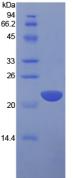 IL1A / IL-1 Alpha Protein - Active Interleukin 1 Alpha (IL1a) by SDS-PAGE