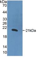 IL1A / IL-1 Alpha Protein - Active Interleukin 1 Alpha (IL1a) by WB