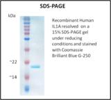 IL1A / IL-1 Alpha Protein
