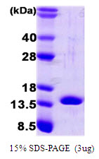 IL1A / IL-1 Alpha Protein