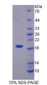 IL1F10 Protein - Recombinant  Interleukin 1 Theta By SDS-PAGE