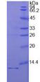 IL1R1 Protein - Active Interleukin 1 Receptor Type I (IL1R1) by SDS-PAGE
