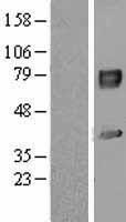IL1RAP Protein - Western validation with an anti-DDK antibody * L: Control HEK293 lysate R: Over-expression lysate