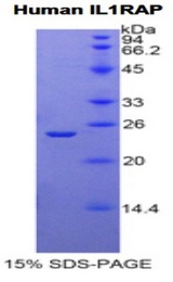 IL1RAP Protein - Recombinant Interleukin 1 Receptor Accessory Protein By SDS-PAGE