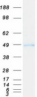 IL1RAP Protein - Purified recombinant protein IL1RAP was analyzed by SDS-PAGE gel and Coomassie Blue Staining