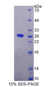 IL1RAPL2 Protein - Recombinant  Interleukin 1 Receptor Accessory Protein Like Protein 2 By SDS-PAGE