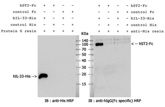 IL1RL1 Protein - hIL-33 binding to hST2-Fc confirmed by pull down assay. a) pull down of h-IL-33 by hST2-Fc. b) pull down of hST2-Fc by h-IL-33-His. 5 ug of hST2-Fc (or control Fc protein), 2 ug of hIL-33-His (or control His protein), and protein G resin (or anti-His resin) were incubated in 0.5ml RIPA buffer overnight at 4 degrees C. The precipitates were separated by SDS-PAGE, electro-transferred onto NC membrane, and immunoblotted for the presence of hIL-33-His or hST2-Fc with anti-His HRP or anti-hIgG HRP, respectively.
