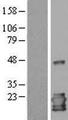 IL1RN Protein - Western validation with an anti-DDK antibody * L: Control HEK293 lysate R: Over-expression lysate