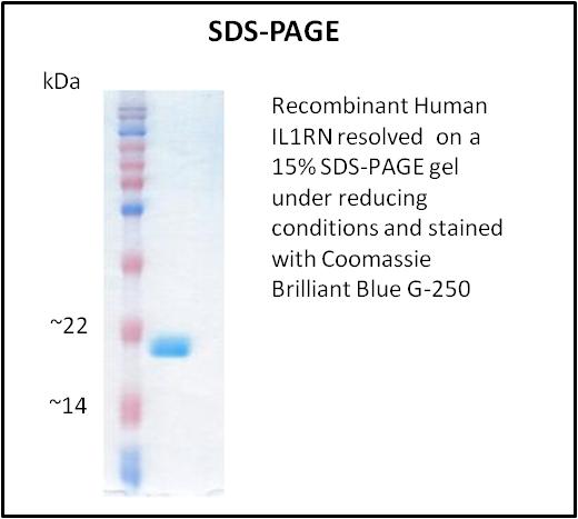 IL1RN Protein