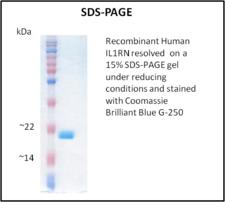 IL1RN Protein