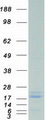 IL1RN Protein - Purified recombinant protein IL1RN was analyzed by SDS-PAGE gel and Coomassie Blue Staining