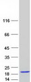 IL1RN Protein - Purified recombinant protein IL1RN was analyzed by SDS-PAGE gel and Coomassie Blue Staining