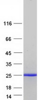 IL1RN Protein - Purified recombinant protein IL1RN was analyzed by SDS-PAGE gel and Coomassie Blue Staining