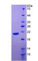 IL20 Protein - Active Interleukin 20 (IL20) by SDS-PAGE