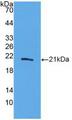 IL20 Protein - Active Interleukin 20 (IL20) by WB