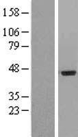 IL20RA Protein - Western validation with an anti-DDK antibody * L: Control HEK293 lysate R: Over-expression lysate