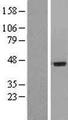 IL20RA Protein - Western validation with an anti-DDK antibody * L: Control HEK293 lysate R: Over-expression lysate