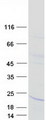 IL21 Protein - Purified recombinant protein IL21 was analyzed by SDS-PAGE gel and Coomassie Blue Staining