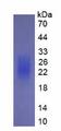 IL22 Protein - Eukaryotic Interleukin 22 (IL22) by SDS-PAGE