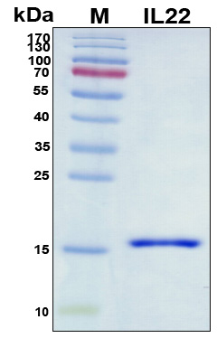 IL22 Protein