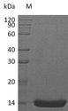 IL22 Protein - (Tris-Glycine gel) Discontinuous SDS-PAGE (reduced) with 5% enrichment gel and 15% separation gel.